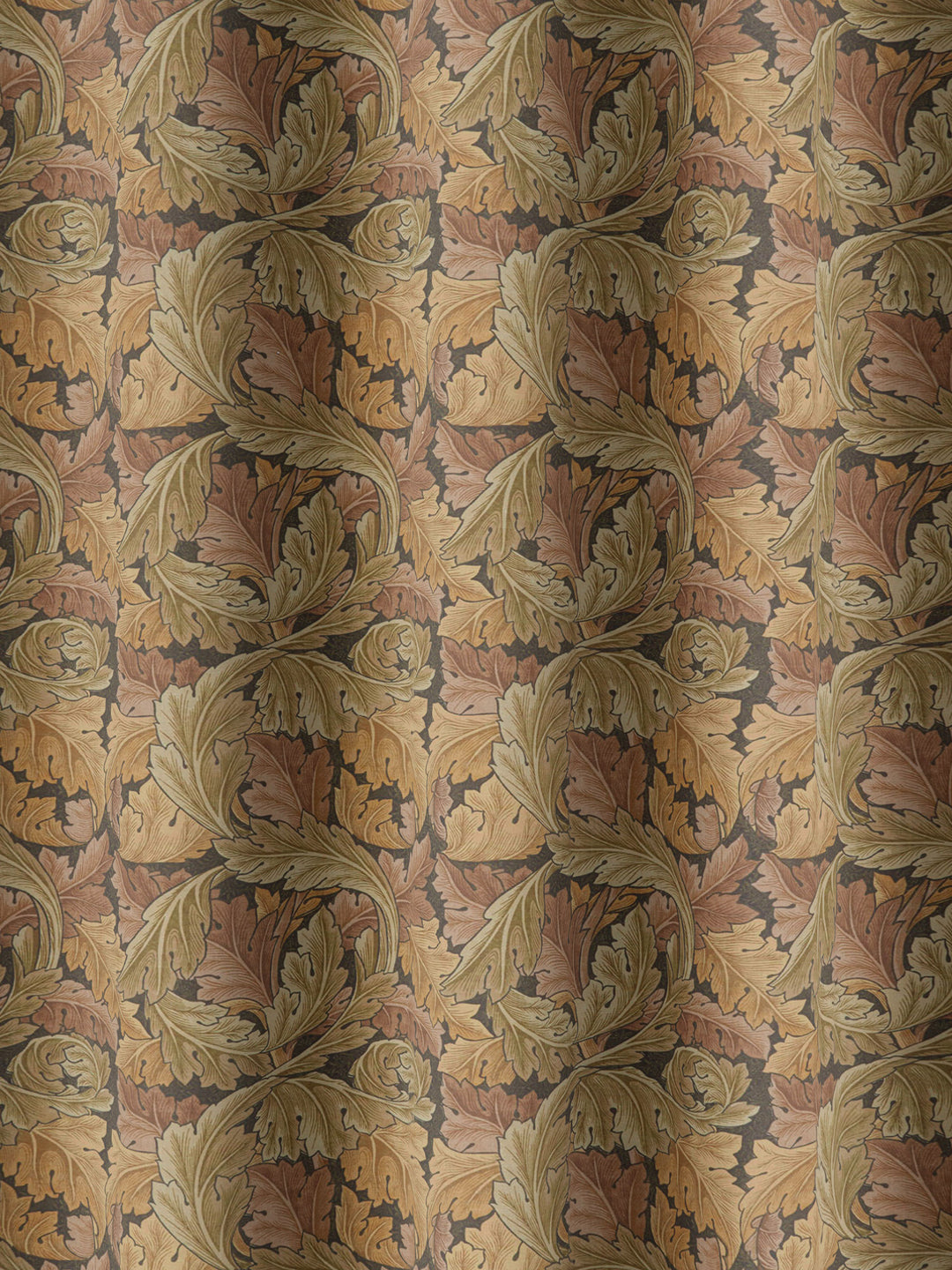 Acanthus - Acorn