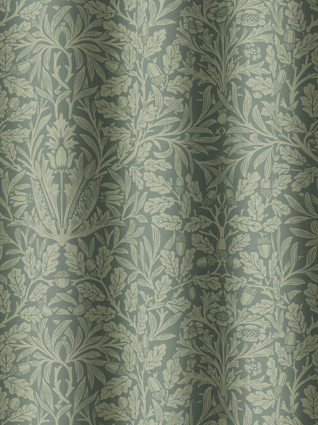 Acorn - Eucalyptus