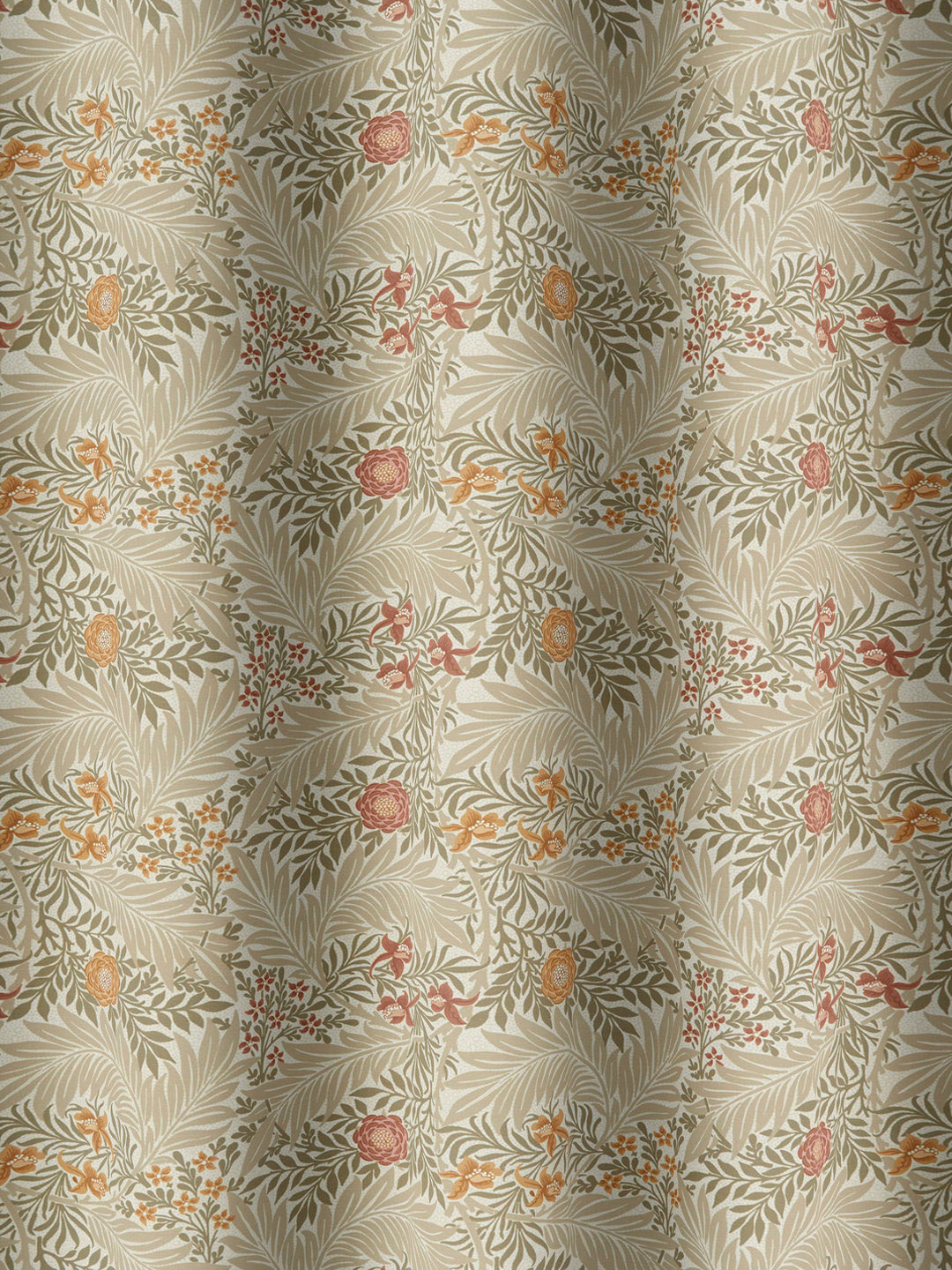 Larkspur - Acorn