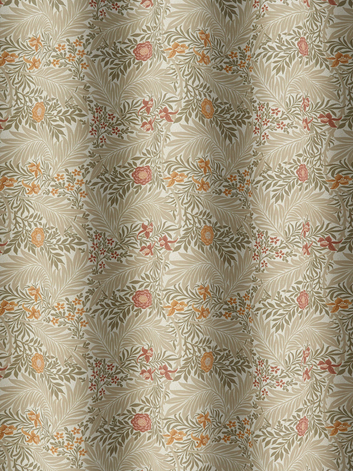 Larkspur - Acorn